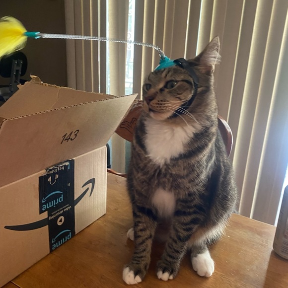 freddy - Picture 11 of 16